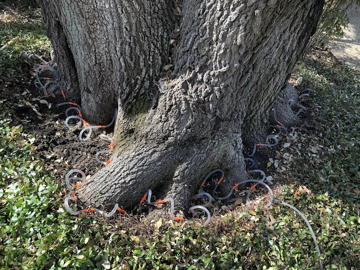 Detailed Tree Cabling and Bracing job site in Port Mansfield